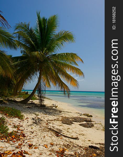 Palm tree on the shore of the beach