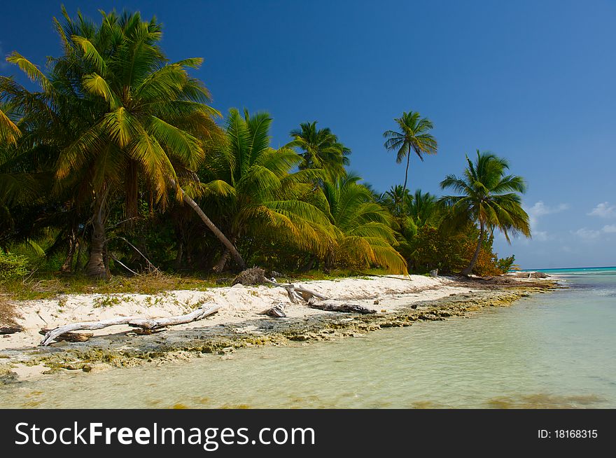 Palm trees on the shore of the beach