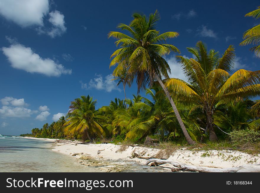 Palm trees on the shore of the beach