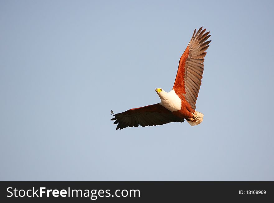 African Fish Eagle (Haliaeetus vocifer) in flight in Botswana