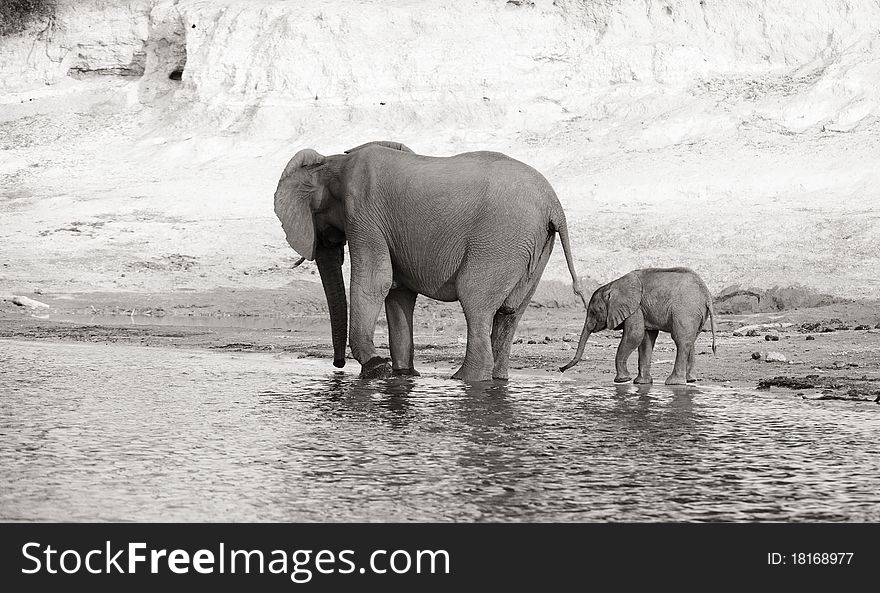 Herd of African elephants (Loxodonta Africana) drinking from the river in Botswana, black and white