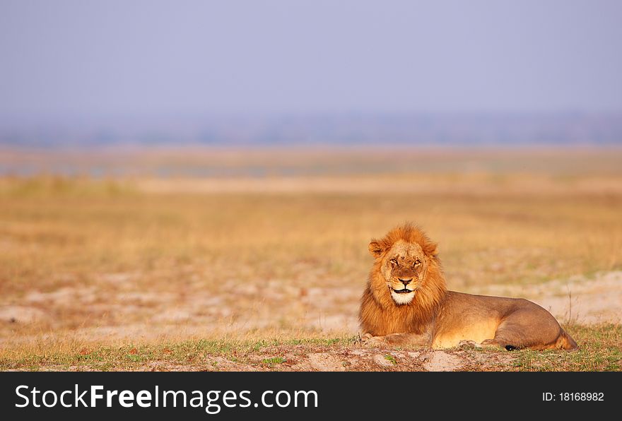 Lion (panthera leo) lying in savannah in Botswana. Lion (panthera leo) lying in savannah in Botswana