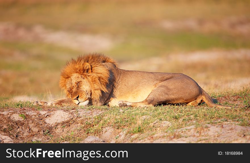 Lion (panthera leo) with many scratches on his face sleeping in savannah in Botswana. Lion (panthera leo) with many scratches on his face sleeping in savannah in Botswana