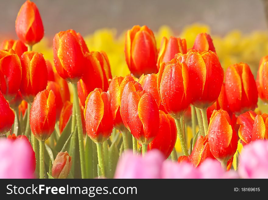 Red tulips and drop of water on tulips.