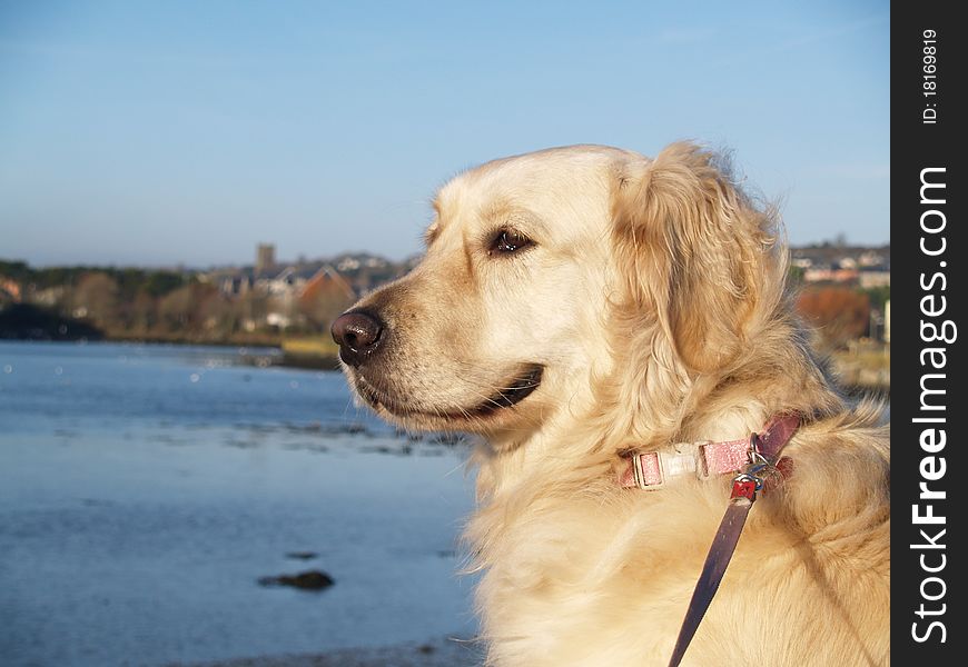 The beautiful dog Golden Retriever