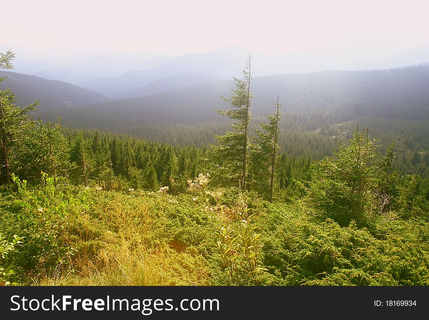 Sunny forest in the Carpathians mountains. Sunny forest in the Carpathians mountains