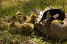 Mother Goose And Goslings Stock Images Mother Goose And Goslings Stock Images