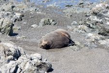 Seal On A Beach Royalty Free Stock Images Seal On A Beach Royalty Free Stock Images