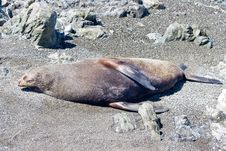 Seal On A Beach Stock Photos