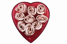 Pink Roses Stock Images Pink Roses Stock Images
