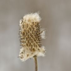 Cattail Remnants Royalty Free Stock Images