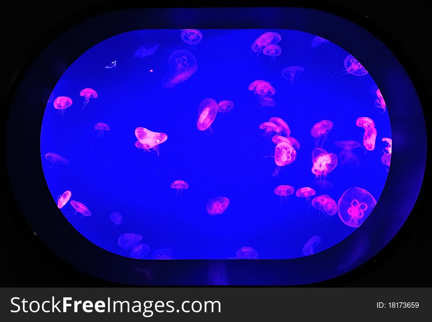 Group of jellyfish