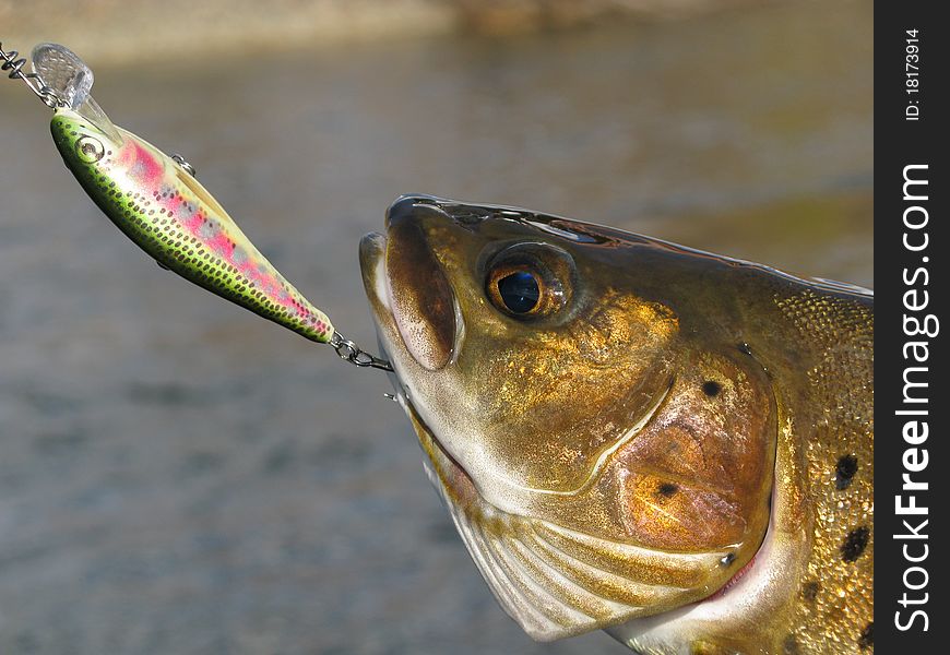 Fishing - big trout catched on lure