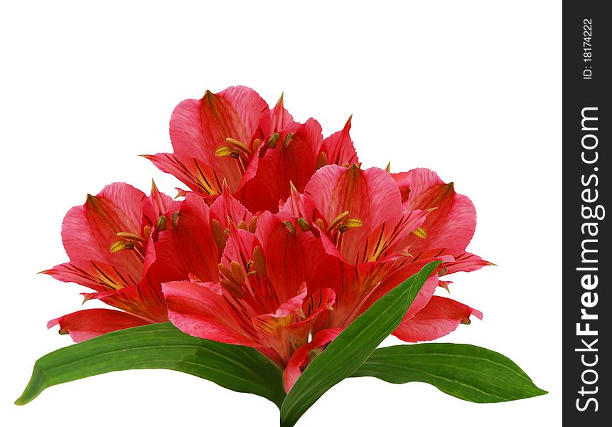 Red Alstroemeria Lily