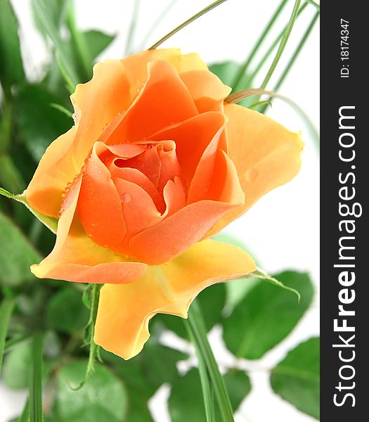 Beautiful rose close up, isolated on white background. Beautiful rose close up, isolated on white background