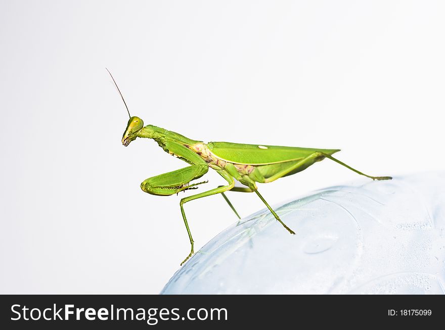 Green Praying mantis take smilly on transparent ground. Green Praying mantis take smilly on transparent ground