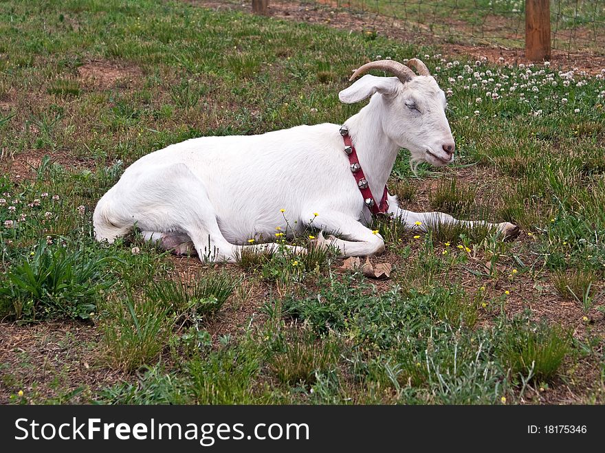 Domestic white horned bearded goat wearing red collar with bells resting in field of grass and clover. Domestic white horned bearded goat wearing red collar with bells resting in field of grass and clover