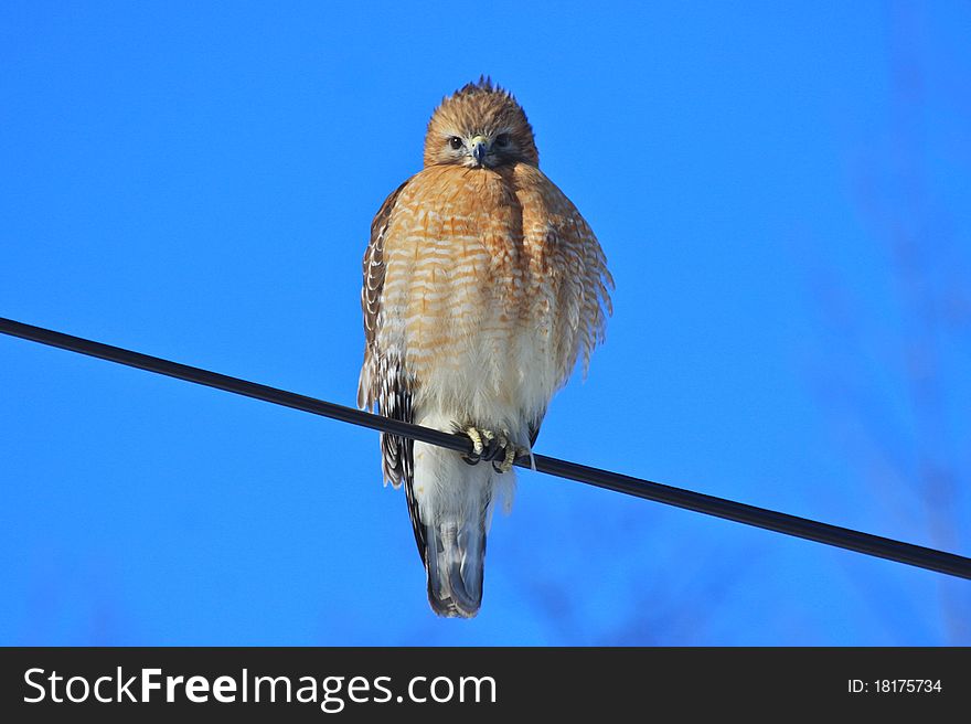 Red-shouldered Hawk Stare