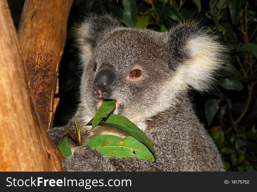 Koala Bear Rescued from Wild