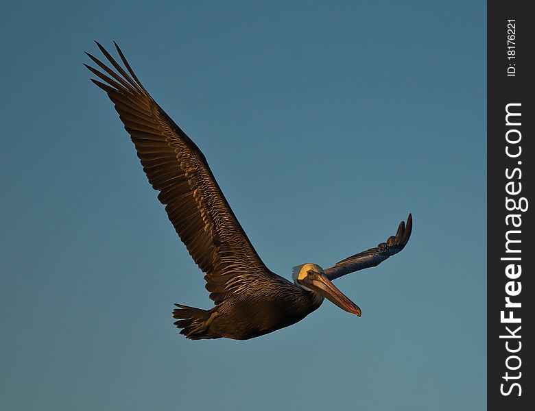Brown Pelican In Flight 2