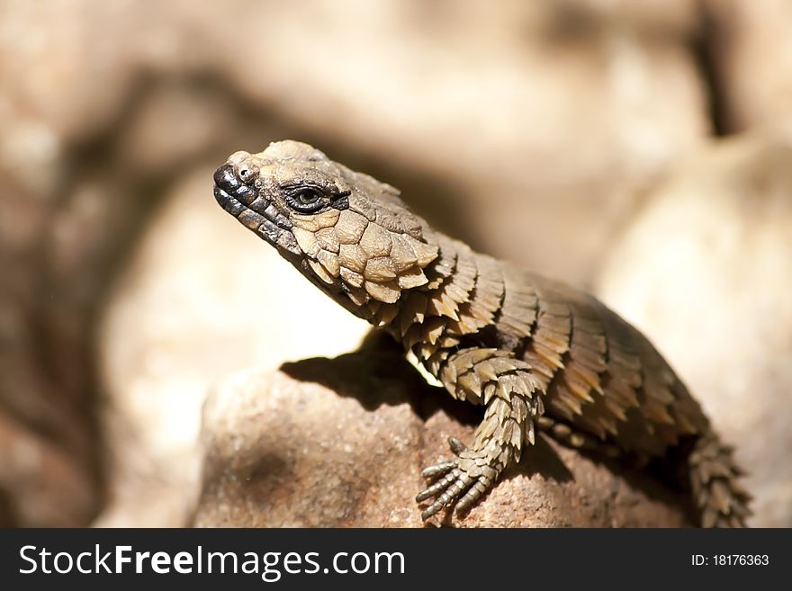 Lizzard baking in the sun