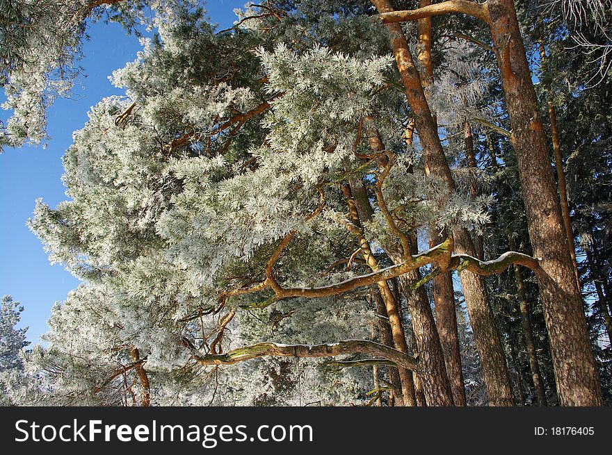 Pine trunks during the winter