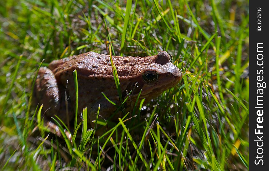 Frog in the grass a soft background