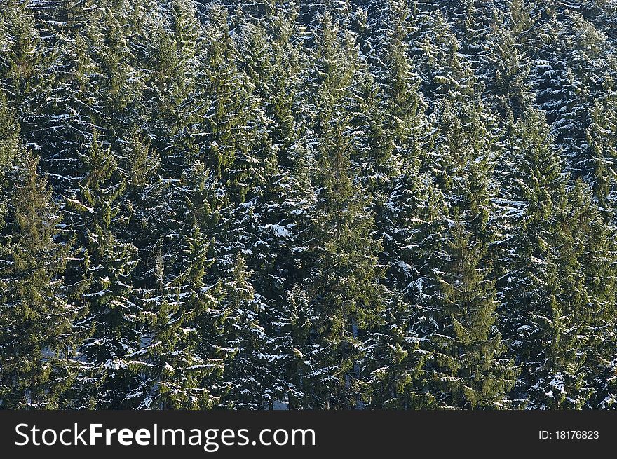 Spruce forest for natural background