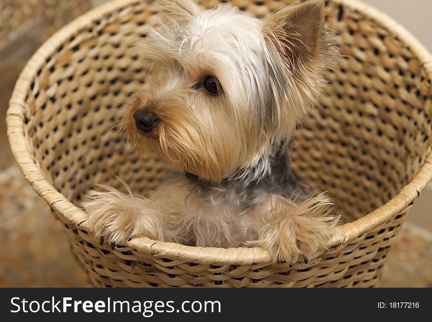 Puppy Yorkshire Terrier siting on basket