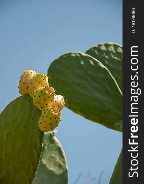 Fig prickly pear, fruit, plant