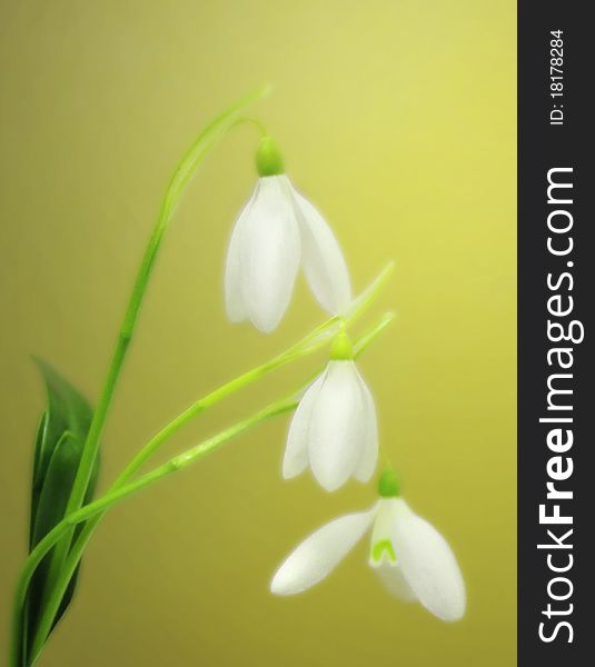 Tender snowdrops background