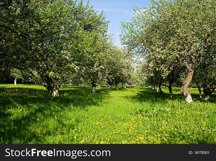 Blossoming green apple orchard trees in spring. Blossoming green apple orchard trees in spring