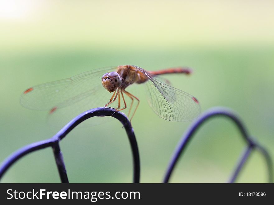Dragonfly on wrought iron garden decoration.