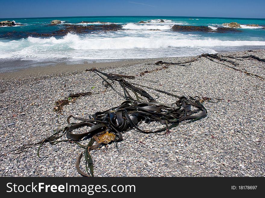 Seaweeds On A Remote Beach