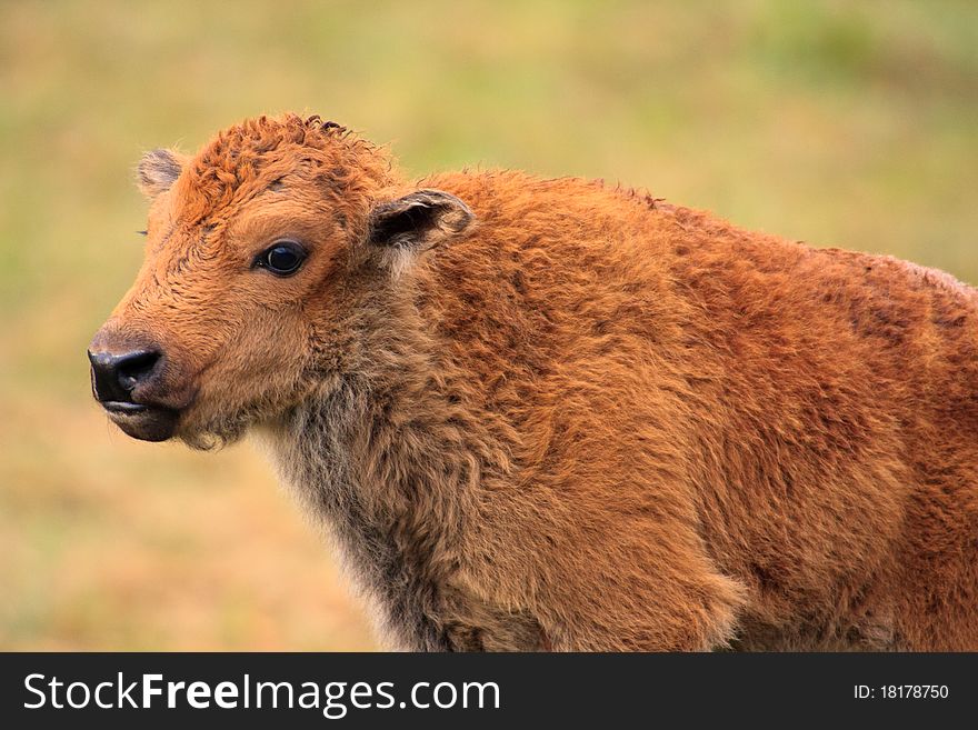 Portrait of a young bison calf in spring, Yellowstone National Park. Portrait of a young bison calf in spring, Yellowstone National Park.