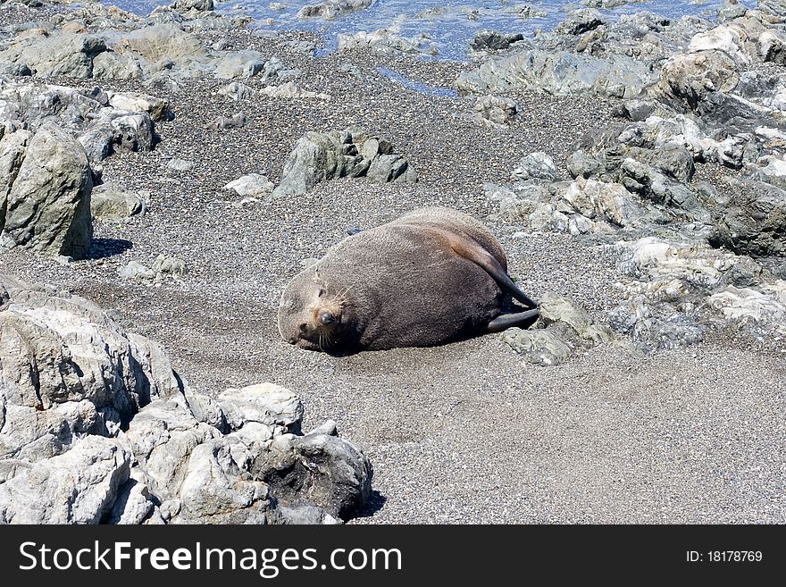 Seal On A Beach