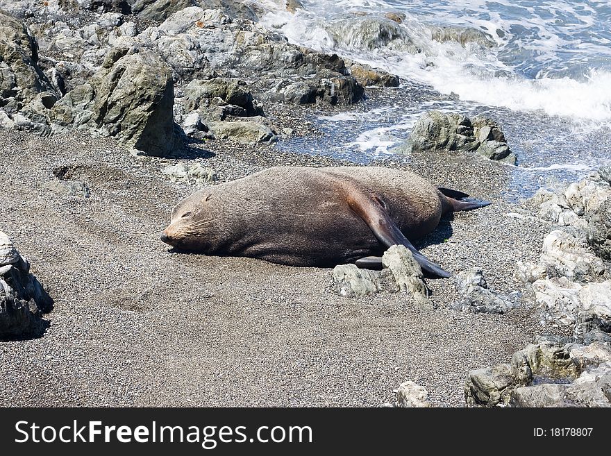 Seal On A Beach