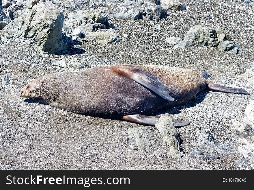 Seal On A Beach
