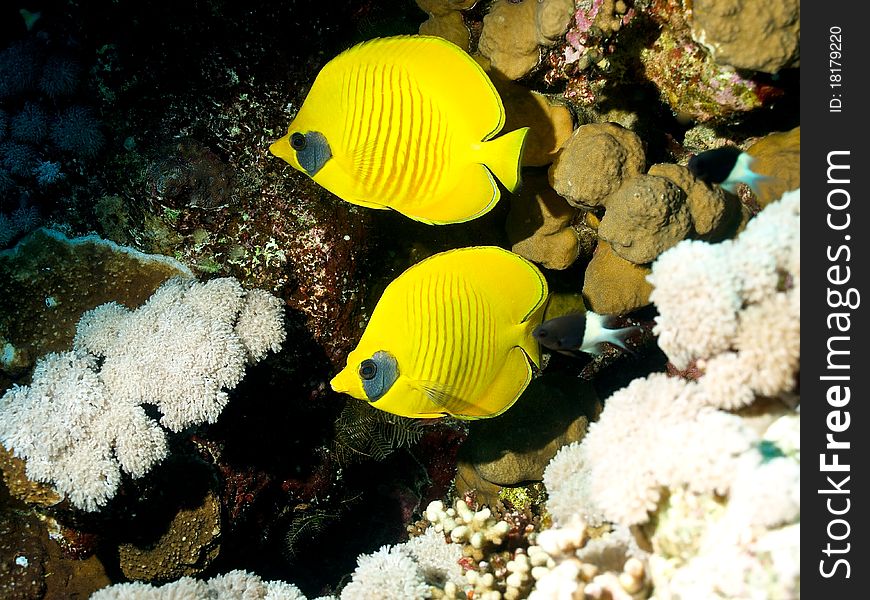 Butterfly fish half concealin (Chaetodon semilarvatus) of Red Sea, Egyptia.