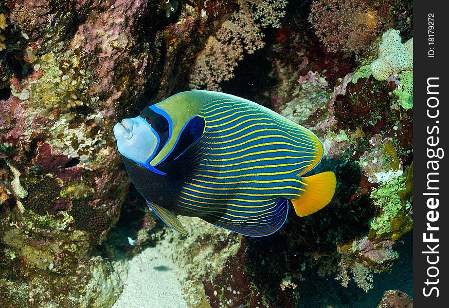 Emperator angelfish (Pomacanthus imperator) of Red Sea, Egyptia.