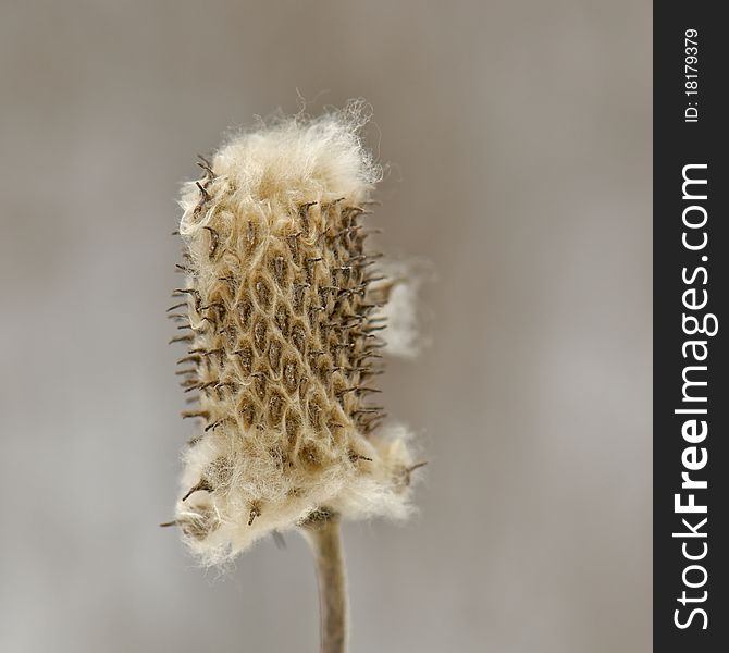 Shot of remnants of cattail showing white fibers and needles and complex inner structure on a winter day. Shot of remnants of cattail showing white fibers and needles and complex inner structure on a winter day.