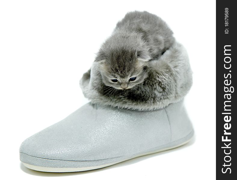 New Born Kitten In A Boots