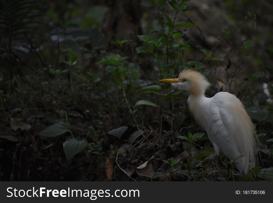 Picture Of The Most Common Bird Found In Kerala