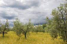 Olive Grove Royalty Free Stock Photography Olive Grove Royalty Free Stock Photography