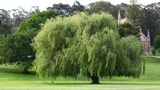 A Beautiful Tree In Tasmania Royalty Free Stock Image