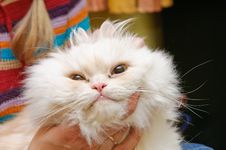 White Fluffy Cat With Widely Open Eyes Royalty Free Stock Photo