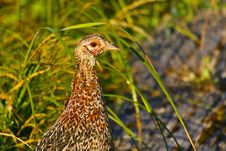 Ring-necked Pheasant Female Stock Photo Ring-necked Pheasant Female Stock Photo