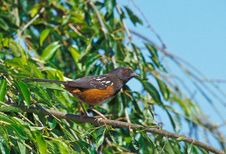 Spotted Towhee Stock Photo Spotted Towhee Stock Photo