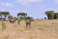 Herd Of Zebras In Africa Royalty Free Stock Photos Herd Of Zebras In Africa Royalty Free Stock Photos