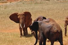 Elephants Africa Stock Image Elephants Africa Stock Image
